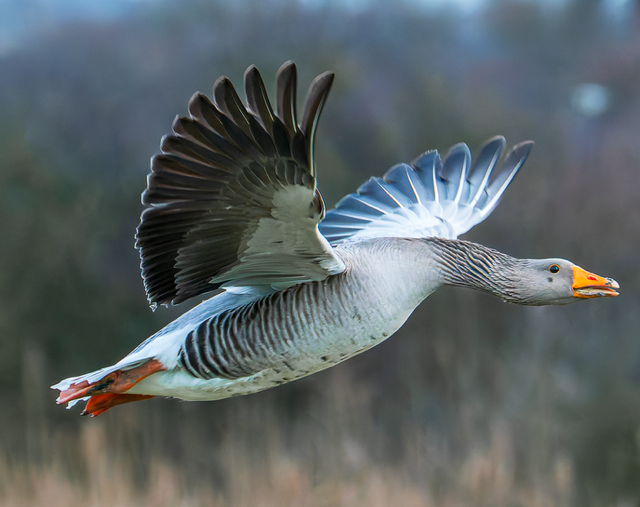 Grauwe gans (Zeeland). Foto van Frank Verheij.
Open vleugels